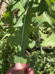 Lactuca serriola
