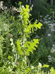 Lactuca serriola
