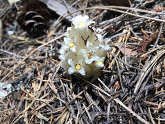 Pityopus californicus