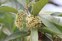 Aegiphila integrifolia