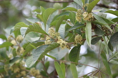 Aegiphila integrifolia