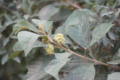 Aegiphila integrifolia