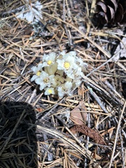 Pityopus californicus