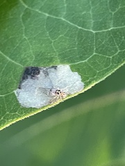 Teliapsocus