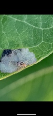 Teliapsocus
