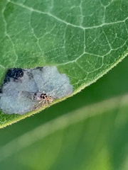 Teliapsocus