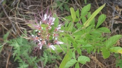 Polanisia dodecandra trachysperma