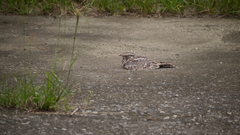 Caprimulgus affinis stictomus