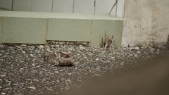 Caprimulgus affinis stictomus