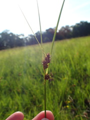 Carex arkansana