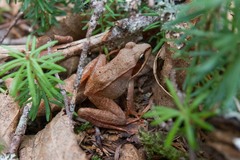 Lithobates sylvaticus image