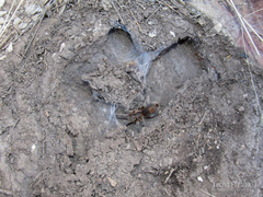 Plesiopelma longisternale