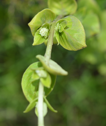 Image of Mitreola sessilifolia by (c) Amber M. King, some rights reserved (CC BY)