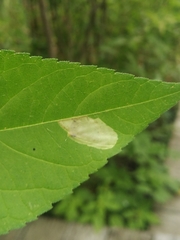 Calycomyza ambrosiae