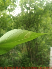 Calycomyza ambrosiae