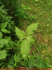 Calycomyza ambrosiae