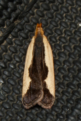 Dichomeris inserrata