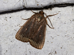 Amphipyra glabella