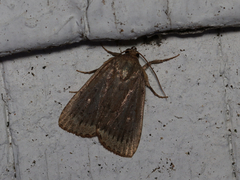 Amphipyra glabella