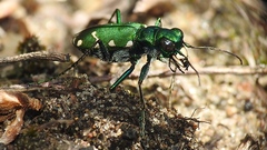 Cicindela patruela