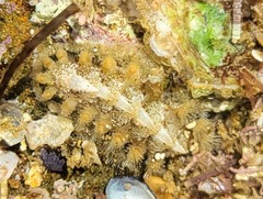 Acanthochitona avicula