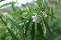 Solanum crispum