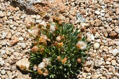 Packera werneriifolia