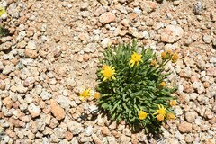 Packera werneriifolia