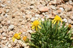 Packera werneriifolia