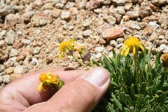 Packera werneriifolia