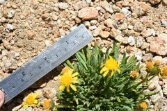 Packera werneriifolia