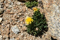 Packera werneriifolia