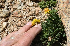 Packera werneriifolia