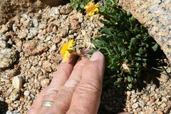 Packera werneriifolia