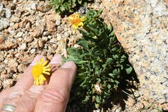 Packera werneriifolia