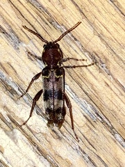Xylotrechus colonus
