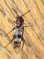 Xylotrechus colonus