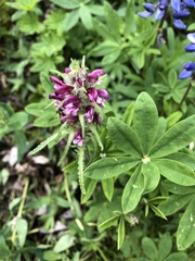 Pedicularis sudetica