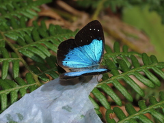 Lymanopoda caeruleata