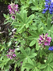 Pedicularis sudetica