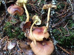 Gymnopus ocior