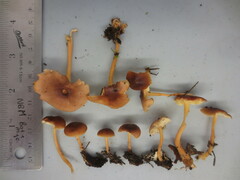 Media resource of Gymnopus ocior