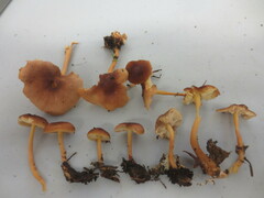 Gymnopus ocior