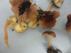 Gymnopus ocior