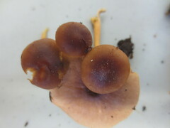 Gymnopus ocior