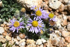 Erigeron pygmaeus