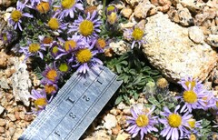 Erigeron pygmaeus