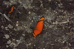 Dryas iulia alcionea