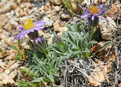 Erigeron pygmaeus
