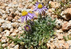 Erigeron pygmaeus
